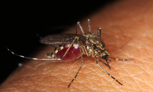 Walka z komarami w Świnoujściu – czy jest to skuteczne?